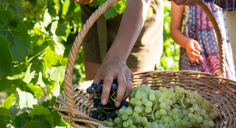 Weathercraft vineyard and grapes
